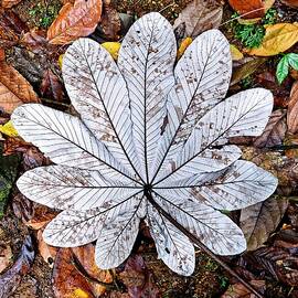 Ghost Leaf - St. Lucia by KJ Swan