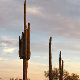 Giant Saguaros by Dustypixel