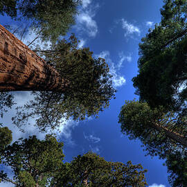 Giant Sequoias - 2 by Rhyman007