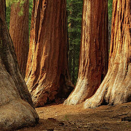 Giant Sequoias, Yosemite National Park by Andrew C Mace