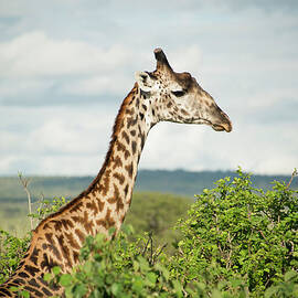 Giraffe At Tarangire by Kyle Hammons