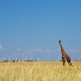 Giraffe, Serengeti Np, Tanzania by Hp Huber