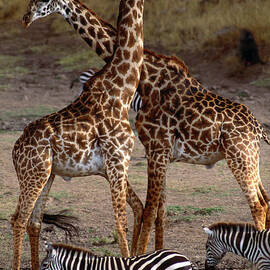 Giraffes And Burchells Zebras, Masai by Art Wolfe