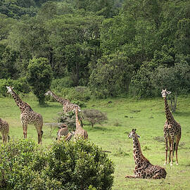 Giraffes in a Jungle Meadow by Mary Lee Dereske