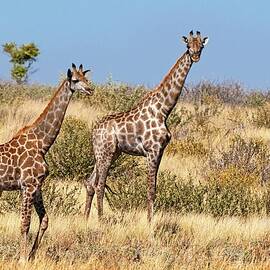 Giraffes In Field by Jacana Stock