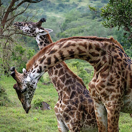 Giraffes Neck Wrestling by Mary Lee Dereske