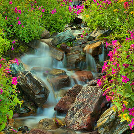 Glacier Wildflowers 4 by Adam Jewell