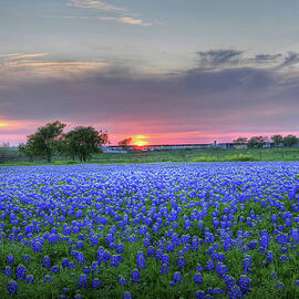 Glowing Bluebonnets by Ronnie Wiggin