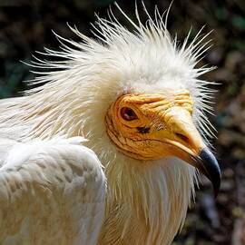 Goddess Nekhbet - Egyptian Vulture by KJ Swan