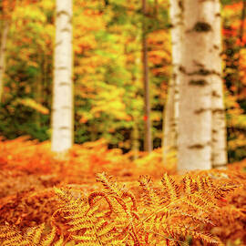 Golden Ferns In The Birch Glade by Jeff Sinon
