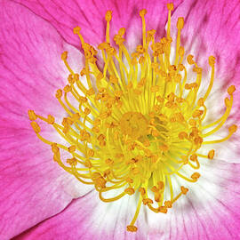 Golden Heart by Susan Candelario