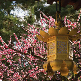 Golden Lantern With Cherry Blossoms In by Philippe Widling Design Pics