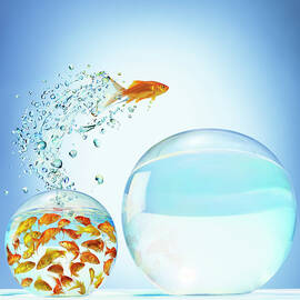 Goldfish Jumping Out Of Overcrowded by Gandee Vasan