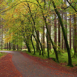 Gouganne Barra Forest Park by Bradley L. Cox