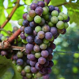 Grapes Changing Colour On A Vine by Herbert Lehmann