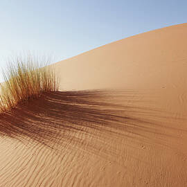 Grass In Sahara Desert, Merzouga by Tunart