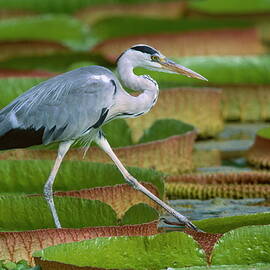 Gray Heron Ardea Cinerea by Thomas Gruner