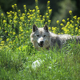 Gray Wolf, White Phase by Mark Newman