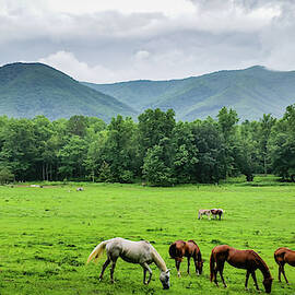 Grazing by Joe Leone