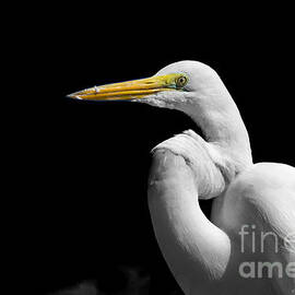  Great Egret - Ardea alba by Stefano Senise