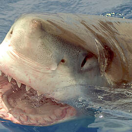 Great White Shark  by David Shuler