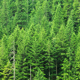 Green Forest by Kativ
