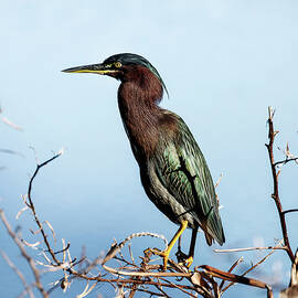 Green Heron On Branches by Laura Diez