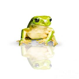 Green Tree Frog by Jorgo Photography