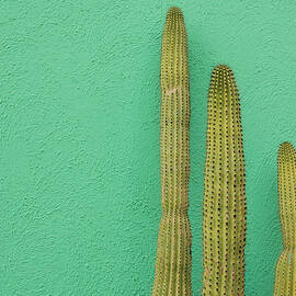 Green Wall And Cactus by Joanna Mccarthy