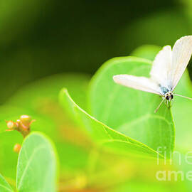 Green wilderness by Jorgo Photography