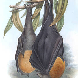 Grey Headed Flying Fox by John Gould