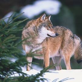 Grey Wolf by Cornelia Dorr