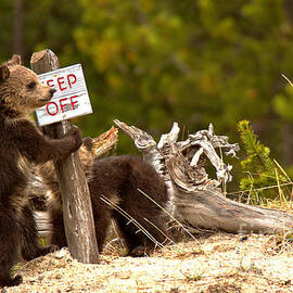 Grizzly Cubs At The Yellowstone Thermal Features by Adam Jewell