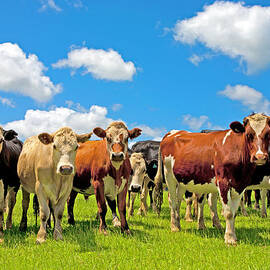 Group Of Cows In A Field by Scott E Barbour