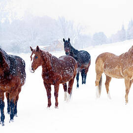 Group Of Horses In Snowstorm by John P Kelly