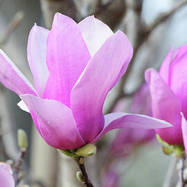 Group Of Magnolia by Earleliason