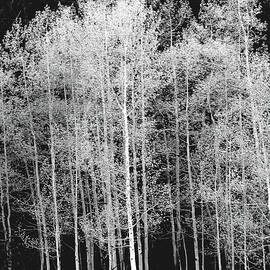 Grove Of Aspen Trees Populus by David Epperson
