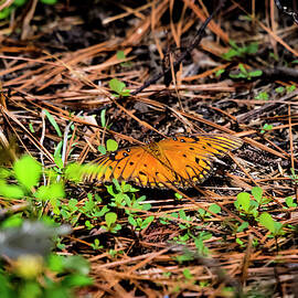 Gulf Fritillary by David Morefield