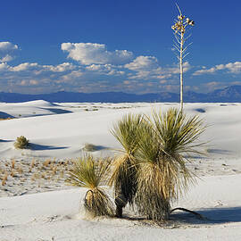 Gypsum Dune Field, White Sands National Monument, New Mexico, Usa by Konrad Wothe