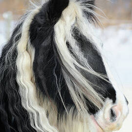 Gypsy Vanner Horse Head Shot, Long Mane by Catnap72