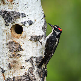 Hairy Woodpecker by David Morefield