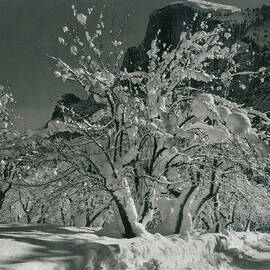 Half Dome, Apple Orchard, Yosemite by Archive Photos