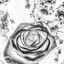 Harmonics inverted by Jorgo Photography