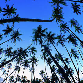 Hawaii, Molokai, Kapuaiwa Coconut Grove by Douglas Peebles