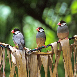 Hawaii, Oahu, Java Finches by Heeb Photos