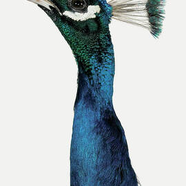 Head And Neck Of A Peacock by Digital Zoo