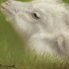 Head Of A Lamb by Rosa Bonheur