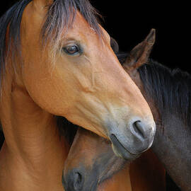Head Shot Of Horse And Pony Hugging On by Anne Louise Macdonald Of Hug A Horse Farm