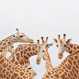Herd Of Giraffe by Grant Faint