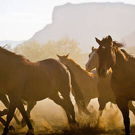 Herd Of Horses Running In Utah Desert by Tyler Stableford